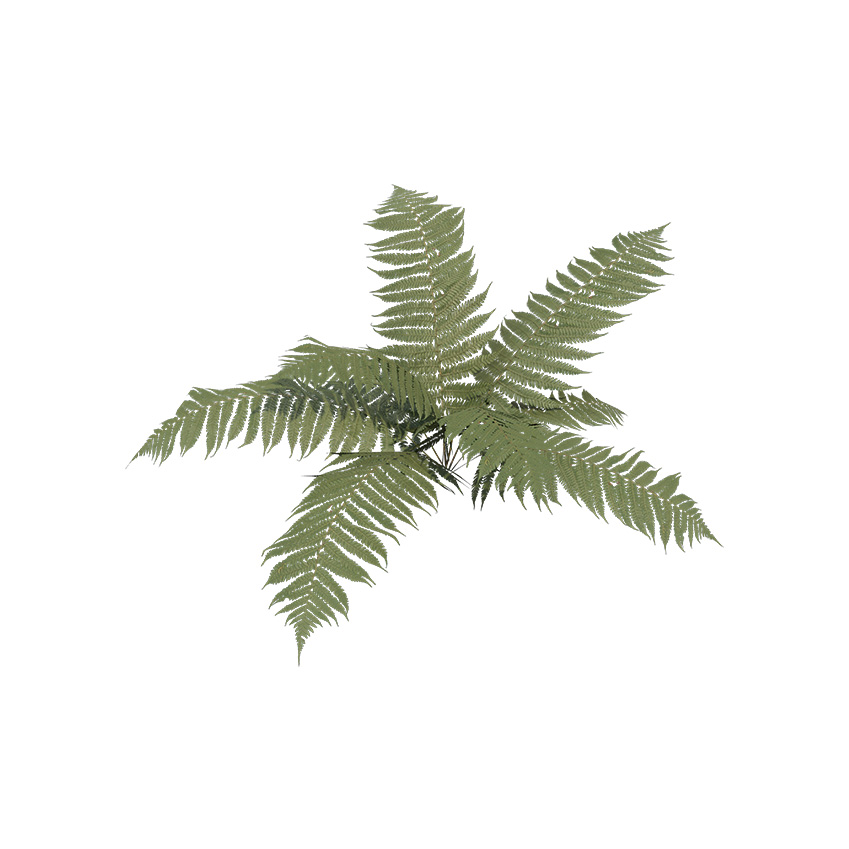 Osmunda cinnamomea - Cinnamon Fern